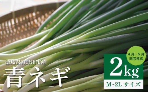 青ネギ 選べる 容量 2kg 【 シャキとろ 青ネギ 】ねっこ農園 丸ごと 食べれる 苦みえぐみが少ない 4月~5月 発送 薬味 ネギ 野菜 葱 味噌汁 うどん 鍋 朝ご飯 徳島県 吉野川市