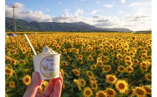 川島ジェラート　善入寺島　ひまわりアイス（６個１箱セット）