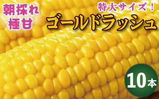 とうもろこし ゴールドラッシュ 10本 約 4kg 先行予約 トウモロコシ コーン スイートコーン 甘い 期間限定 夏 旬 野菜 鍋 炒め物 煮物 スープ 弁当 惣菜 おかず 健康 新鮮 国産 送料無料 吉野川市 徳島県