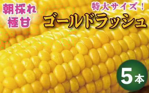 とうもろこし ゴールドラッシュ 5本 約 2kg 先行予約 トウモロコシ コーン スイートコーン 甘い 期間限定 夏 旬 野菜 鍋 炒め物 煮物 スープ 弁当 惣菜 おかず 健康 新鮮 国産 送料無料 吉野川市 徳島県