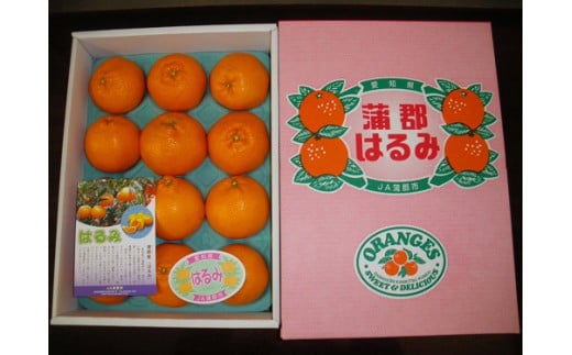 【G0331】【期間限定】蒲郡みかん「ハウスはるみ」約3kg