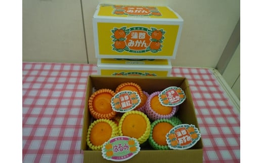 【G0357】【期間限定】蒲郡みかん詰め合わせ 約２kg