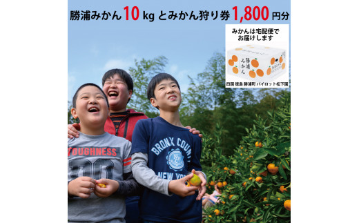パイロット松下園 勝浦みかん 10kg＋みかん狩り券 1800円分