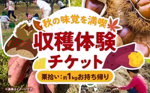 収穫体験 チケット 栗拾い 約1kgお持ち帰り 有限会社水野果樹園《30日以内に出荷予定(土日祝除く)》千葉県 流山市 収穫 体験 くり 体験 野菜