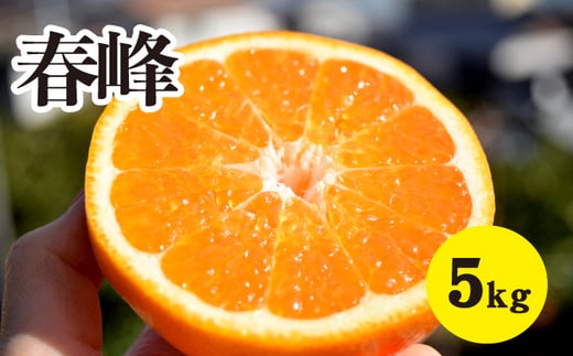 みかん【先行受付】【2026年3月上旬以降発送】甘味が強くむきやすい 希少な品種 春峰 ＜約5kg＞ 広島 三原 佐木島 鷺島みかんじま 017025