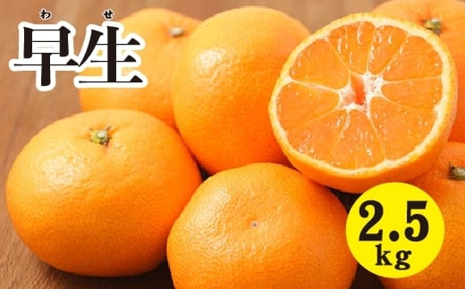 みかん【先行受付】【2025年11月以降発送】甘いだけじゃない！ 甘みと酸味の 早生みかん ＜約2.5kg＞ 広島 三原 佐木島 鷺島みかんじま 017039