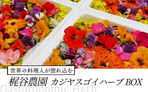 世界の料理人が惚れ込む、広島・梶谷農園のハーブ カジヤスゴイハーブBOX ミシュラン 三つ星 マイクロハーブ 168002