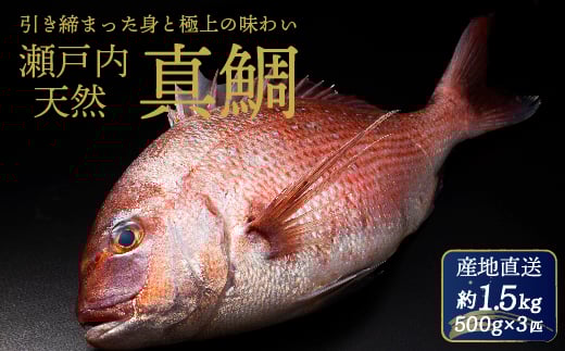 瀬戸内産 天然真鯛 約1.5kg(500g×3匹/鱗・内蔵処理) 鯛 天然鯛 真鯛 天然 鮮魚 下処理済 瀬戸内 広島県 三原市 154001