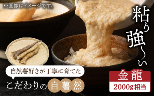 自然薯（金龍）2000g相当【小川農園小川屋】疲労回復 免疫力向上 産地直送 とろろ [MAE013]