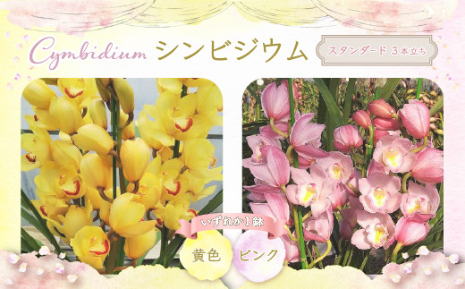 【今年で最後】千葉県白子産 洋ラン(スタンダード)シンビジウム 【先行予約】 洋ラン 洋蘭 年越し 年賀 手土産 贈答 花 生花 送料無料 SHO001