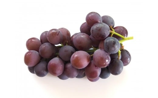 【先行受付】伊那市産 ぶどう (ピオーネ) 約1㎏| ピオーネ フルーツ 伊那市産 種有 南アルプス 信州 甘い ぶどう 葡萄 甘い 長野県 伊那市 ふるさと納税【011-98】