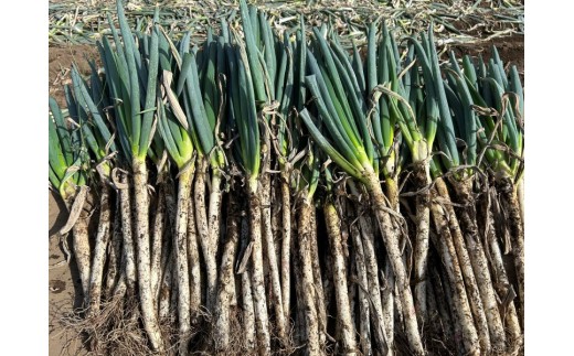伊那市田原産　土付きネギ　約3kg｜ネギ 野菜 収穫 土付き 鮮度 美味しい 料理 お得 伊那 伊那産 長野県 ふるさと納税【007-11】