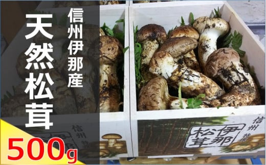 松茸 信州 伊那 の 松茸 500g (贈答用)| 松茸 まつたけ マツタケ 長野県 伊那市 松茸名人 自然 贈答用 贈り物 ギフト 信州【180-02】