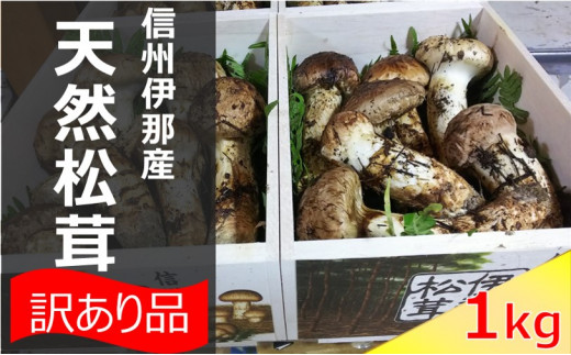 松茸 信州 伊那 の 松茸 1kg (訳あり品につきご家庭用です)❘ 松茸 まつたけ マツタケ 長野県 伊那市 松茸名人 自然 訳あり ご家庭用 【290-01】
