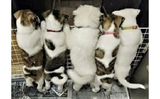 【市からの返礼品なし】ＮＰＯ法人等の支援（ＮＰＯ法人青い鳥動物愛護会）