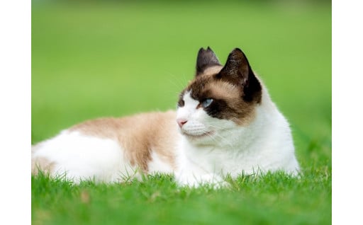 人と猫が共存するまちを目指して　TNR活動支援事業