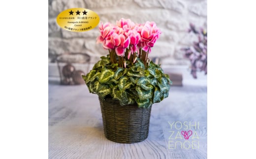 ピンク系シクラメン　6号鉢　バスケット付き【1105004】