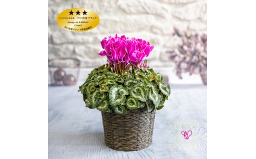 パープル系シクラメン　6号鉢　バスケット付き【1105005】