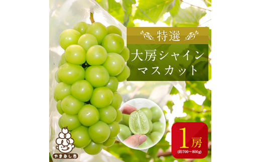 <2026年発送>特選大房シャインマスカット1房(約700~800g) ふるさと納税【1021827】