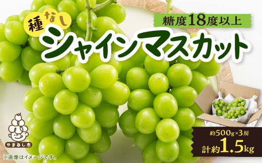 ＜2026年先行受付＞山梨市産「シャインマスカット(種なし)」 約1.5kg (約500g×3房)【1117303】