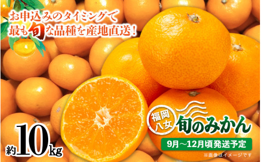 【先行受付】九州・福岡フルーツ王国八女　産地直送！旬のみかん　約１０ｋｇ【2025年9月～12月頃発送】＜配送不可：北海道・沖縄・離島＞