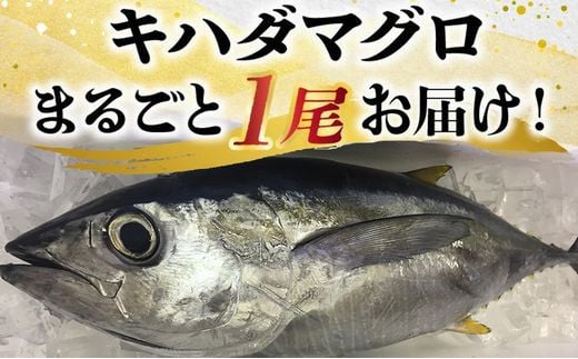 008-57 鹿児島近海キハダマグロ1尾