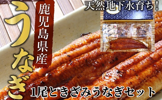 062-3-05 鹿児島県産うなぎ蒲焼1尾&きざみうなぎセット