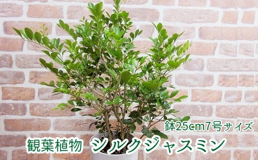 066-04 観葉植物 シルクジャスミン1鉢