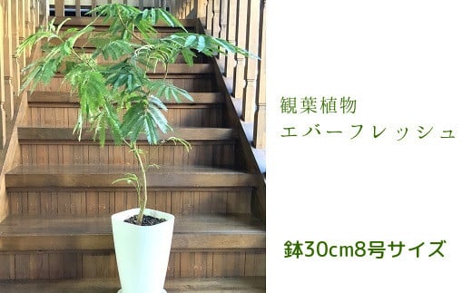066-08 観葉植物 エバーフレッシュ8号サイズ1鉢