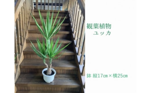 066-11 観葉植物 ユッカ1鉢