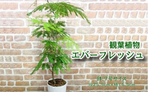 066-02-1 観葉植物 エバーフレッシュ7号サイズ1鉢