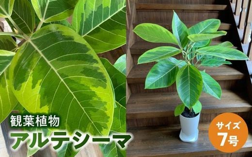 066-18 観葉植物 アルテシーマ1鉢