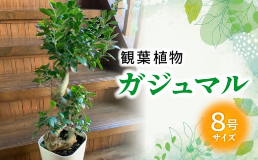 066-19 観葉植物 ガジュマル1鉢