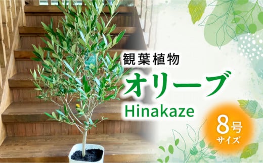 066-20 観葉植物 オリーブ(ひなかぜ)1鉢
