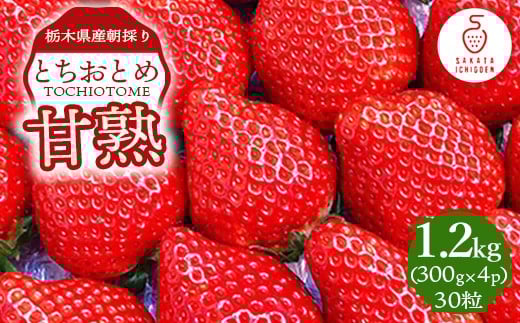 甘熟とちおとめ 30粒 各300g×4p | とちおとめ いちご 苺 栃木県 果物 フルーツ ※北海道・沖縄・離島への配送不可 ※2026年1月上旬~4月中旬頃に順次発送予定