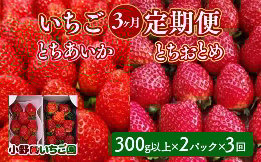 【定期便】<いちご3ヶ月定期便>先行受付 とちあいか とちおとめ 300g以上2パック計3回 | 完熟 朝摘み 苺 いちご イチゴ とちあいか とちおとめ 食べ比べ 果物 フルーツ 秀品 贈答 栃木県 壬生町 産地直送 ※2026年1月上旬頃より順次発送予定