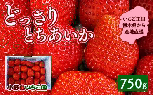 栃木県産 どっさりとちあいか【750g】 | 家庭用 完熟 朝摘み 苺 いちご イチゴ とちあいか 果物 フルーツ 秀品 栃木県 壬生町 産地直送 ※2025年11月中旬頃より順次発送予定 ※離島への配送不可