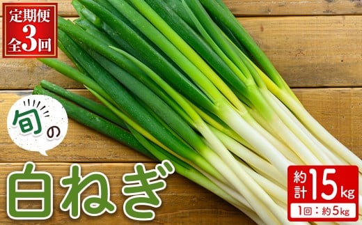 <定期便・全3回><先行予約受付中!2025年11月上旬~2026年3月下旬発送予定>白ねぎ(約5kg×3回・計15kg) 【sm-DI006】【大原茂美】