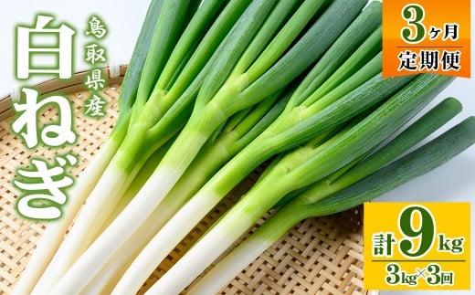 <先行予約受付中!11月上旬~4月下旬発送予定>白ねぎ(3kg/定期便3回・計9kg)【sm-DT004】【河岡農園】