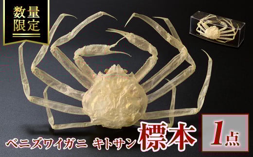 <数量限定>ベニズワイガニ キトサン 標本(1点)【sm-BR001】【甲陽ケミカル】