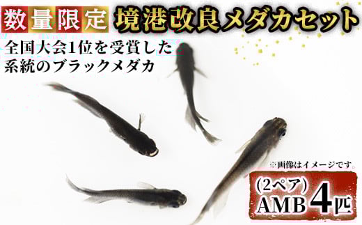<数量限定>境港改良メダカセット(4匹・2ペア)【sm-CI001】【あらしまやメダカ】