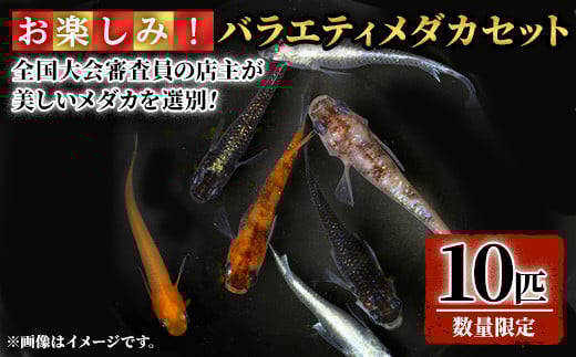 <数量限定>お楽しみ!バラエティメダカセット(10匹)【sm-CI002】【あらしまやメダカ】