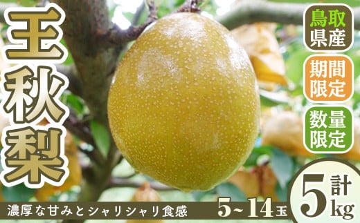 ＜11月上旬～12月下旬発送予定＞＜数量限定＞こばやし農園王秋梨(計5kg・5～14玉)【sm-CK003】【こばやし農園】