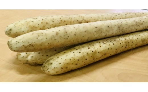H-09 令和7年春掘り! ながいも 2Lサイズ5kg