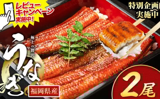 レビューキャンペーン実施中! うなぎ 鰻 ご家庭用  2尾 (サイズ不選別:1尾当たり140g-180g) 福岡県産 鰻の蒲焼き 数量限定 株式会社HOMIE《11月上旬-11月末頃出荷》福岡県 鞍手郡 鞍手町 鰻 蒲焼き 数量限定 国産 蒲焼 うなぎ蒲焼