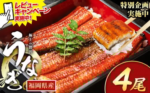 レビューキャンペーン実施中! うなぎ 鰻 ご家庭用  4尾 (サイズ不選別:1尾当たり140g-180g) 福岡県産 鰻の蒲焼き 数量限定 株式会社HOMIE《12月上旬-12月末頃出荷》福岡県 鞍手郡 鞍手町 鰻 蒲焼き 数量限定 国産 蒲焼 うなぎ蒲焼