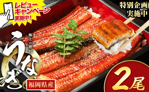 レビューキャンペーン実施中! うなぎ 鰻 ご家庭用  2尾 (サイズ不選別:1尾当たり140g-180g) 福岡県産 鰻の蒲焼き 数量限定 株式会社HOMIE《1月上旬-1月末頃出荷》福岡県 鞍手郡 鞍手町 鰻 蒲焼き 数量限定 国産 蒲焼 うなぎ蒲焼