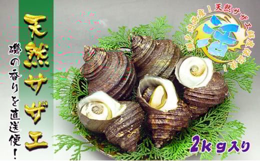 瀬戸内海産の朝どれ活サザエ【約2kg入り】