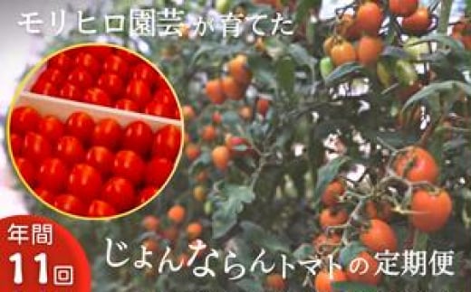 モリヒロ園芸が育てたじょんならんトマトの定期便(年間11回)