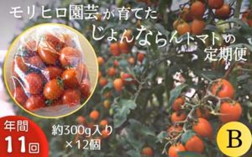モリヒロ園芸が育てたじょんならんトマトの定期便B 約300g×12個入り(年間11回)